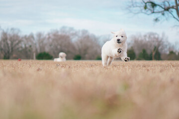Obraz premium White Golden Retriever Puppies Playing