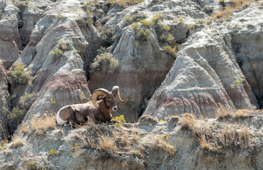 Bighorn Sheep with giant curling horns seated atop a mesa, surveying the landscape of eroded colored clay cliffs in Badlands National Park, South Dakota