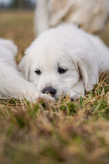 White Golden Retriever Puppies Playing
