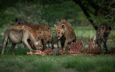 Hyena& 39 s feestend op een dode giraf in Ngorongoro
