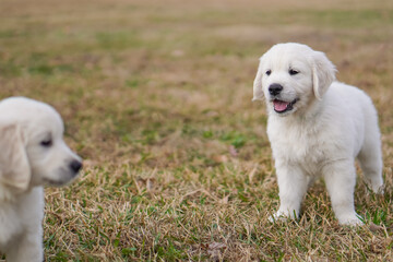 White Golden Retriever Puppies Playing