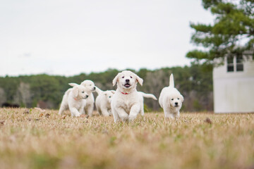 Fototapeta premium White Golden Retriever Puppies Playing