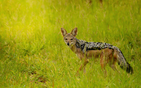 Black Backed Jackal