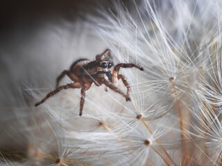 macro photography of a spider on a dandelion