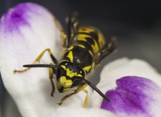 macro photography of a bee on the background of a blue-white flower petal