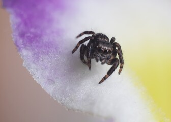macro photography of a spider on the background of a blue-white flower petal