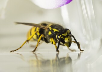 macro photography of a bee on the background of a blue-white flower petal