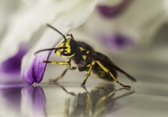 macro photography of a bee on the background of a blue-white flower petal