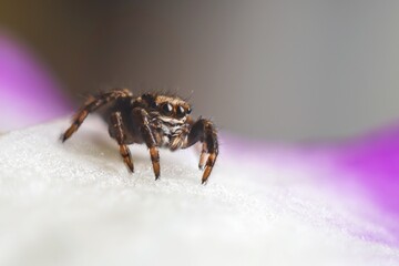 macro photography of a spider on the background of a blue-white flower petal