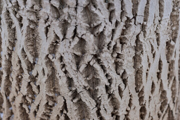 Obraz premium Tree trunk close-up. Dry bark