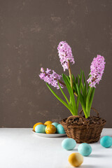 Beautiful pink hyacinths in a wicker basket and blue and yellow painted Easter eggs on a gray background, Happy Easter holiday