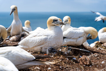 Basstölpel auf Helgoland