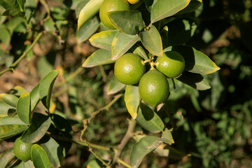 photo of ripening lemons on a tree. The theme of gardening and agriculture