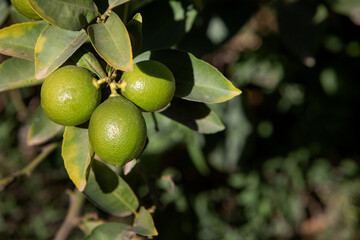 photo of ripening lemons on a tree. The theme of gardening and agriculture