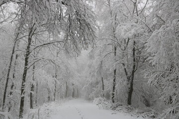 Waldweg mit Schnee bei Nebel und 