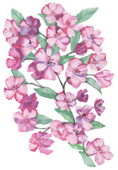 Fototapeta na wymiar Cherry blossoms, cherry blossoms on a white background. Watercolor drawing. Postcard, design, decor, illustration, invitation.