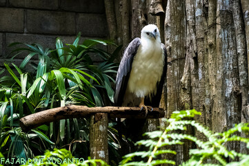 Black and white eagle sitting on the tree branch