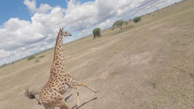 giraffe in the savannah, drone fpv shot