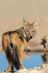 Black-backed Jackal in the Kalahari