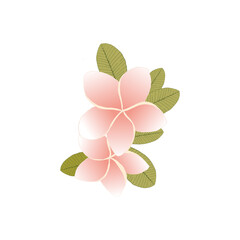 Fototapeta premium Plumeria flower in contour style isolated on white background. Exotic flower sketch for summer design.
