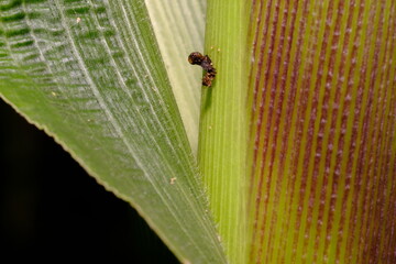 ladybug on leaf