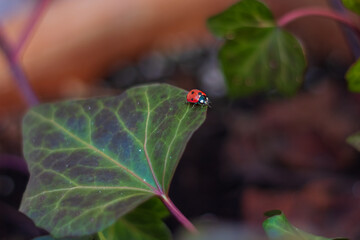 Picture of a single ladybug walking on green leaf	

