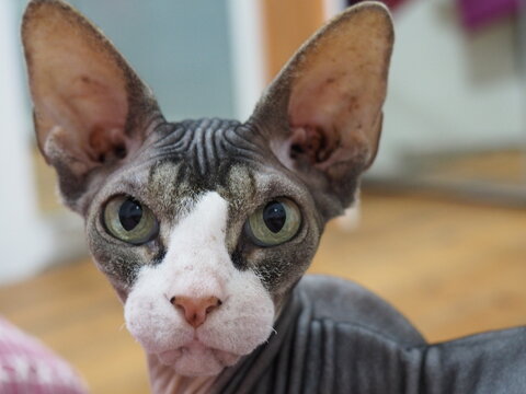 Sphynx cat 