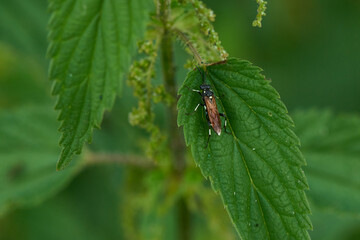 Gelbe Schlupfwespe (Amblyteles armatorius)	