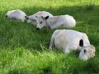 Obraz premium white cows with black ears asleep in the meadow