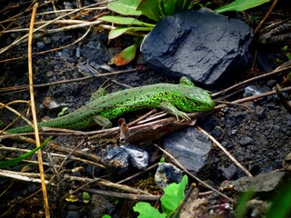Lizard in the grass