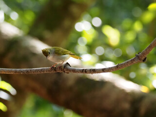 White-bellied Erpornis perching on a perch looking into a distance