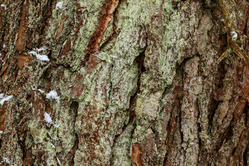Closeup texture of tree bark with little snow. Pattern of natural tree bark background. Rough surface of trunk. Green moss and lichen on natural wood. Nature concept