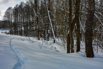 Snow alley in winter forest .Winter landscape at sunset
