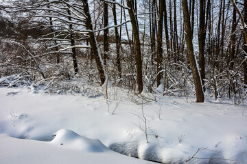 Snow alley in winter forest .Winter landscape at sunset