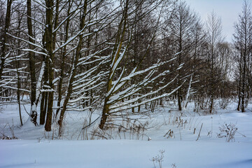 Snow alley in winter forest .Winter landscape at sunset