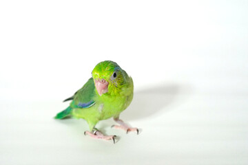 Forpus baby bird parrot (green color) 38 day old standing on white background, it is the smallest parrot in the world.