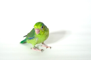 Forpus baby bird parrot (green color) 38 day old standing on white background, it is the smallest parrot in the world.