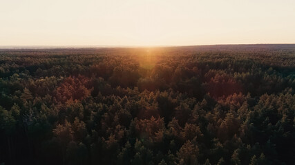 Aerial view of sunset above wild forest