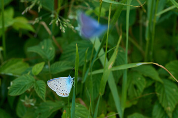 Vogelwicken-Bläuling (Polyommatus amandus) Männchen	