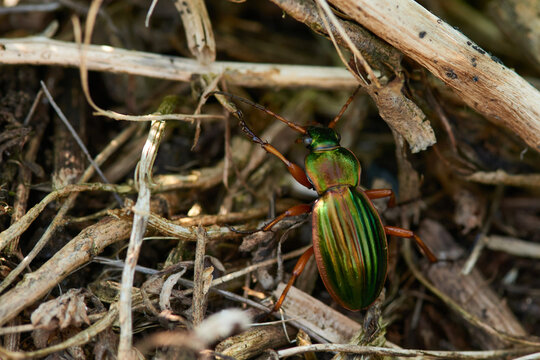 Goldgl&auml;nzender Laufk&auml;fer (Carabus auronitens)	
