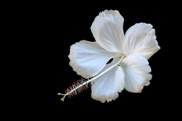 white flower with pollen on black background