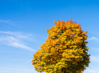 Fototapeta premium autumn tree on sky