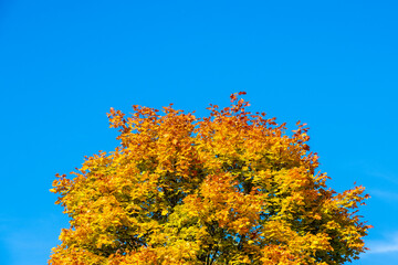 Fototapeta premium autumn tree against blue sky
