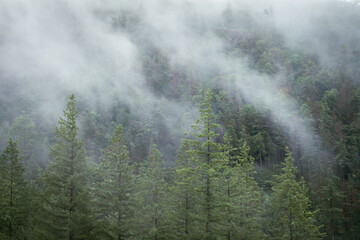 Misty Landscape With Evergreen Forest Trees. Humid Climate In Mountain Environment. 