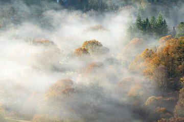 Beautiful Autumn Misty Morning With Trees Poking Out Of Fog. Peaceful British Landscapes. Loughrigg, Lake District, UK.