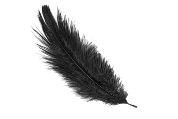 Fotobehang a black ostrich feather on a white isolated background © Krzysztof Bubel