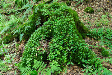 Baumstumpf mit grünem Waldsauerklee bewachsen