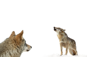 wolf howls in winter on snow isolated on white background