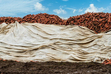 Karotten unter Plastikfolie auf einem Feld