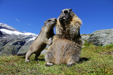 Ein junges Alpenmurmeltier im Gebirge bettelt bei seiner Mutter um Nahrung